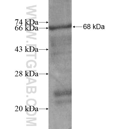 C14orf94 fusion protein Ag13986 SDS-PAGE