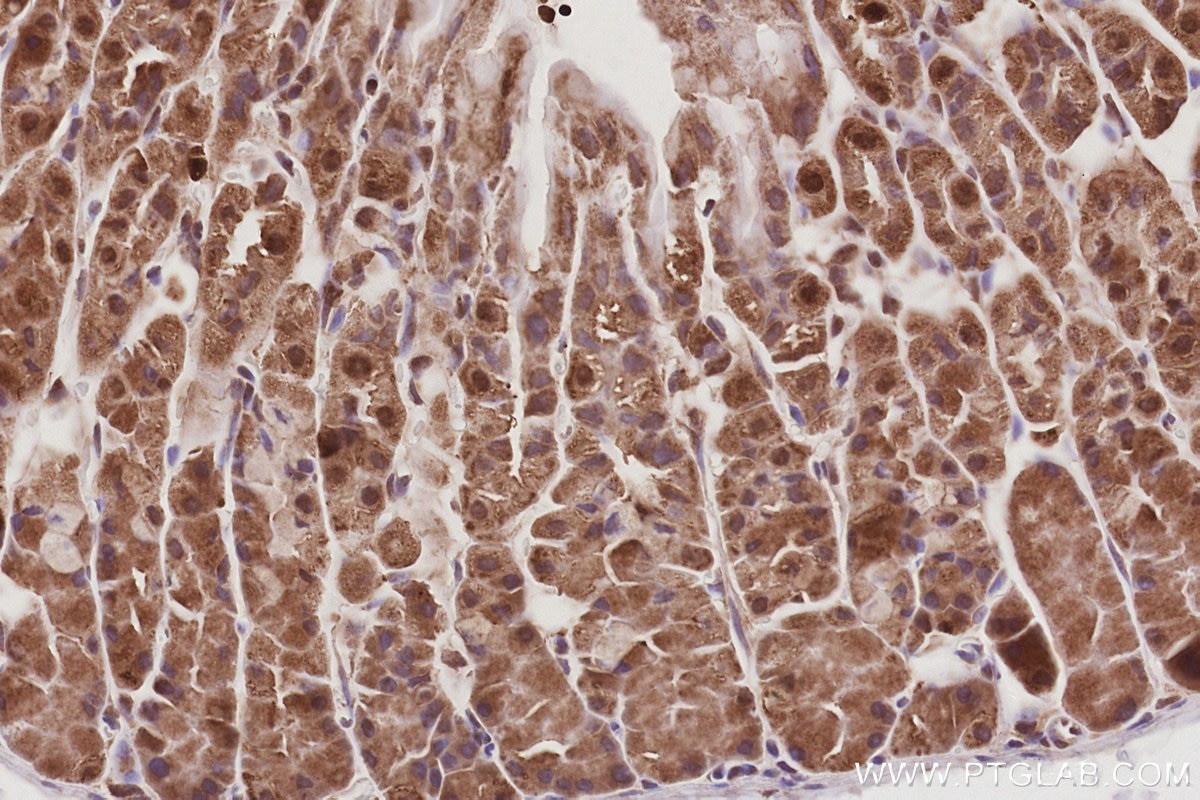 IHC staining of mouse stomach using 26189-1-AP Immunohistochemistry (IHC) staining of mouse stomach tissue using C15orf23 Polyclonal antibody (26189-1-AP)