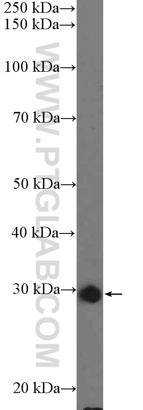 Western Blot (WB) analysis of HepG2 cells using C15orf23 Polyclonal antibody (26189-1-AP)