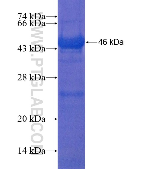 C15orf23 fusion protein Ag21669 SDS-PAGE