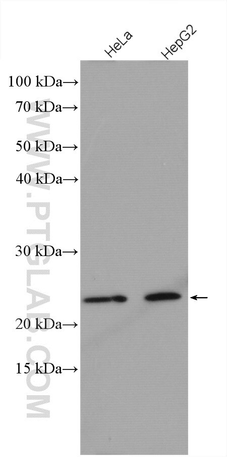 Western Blot (WB) analysis of various lysates using C15orf24 Polyclonal antibody (27550-1-AP)