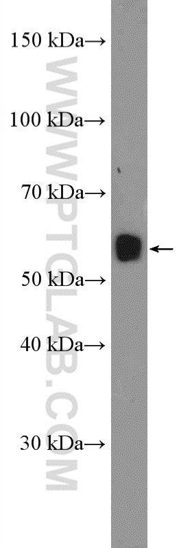 Western Blot (WB) analysis of mouse liver tissue using C15orf27 Polyclonal antibody (26094-1-AP)