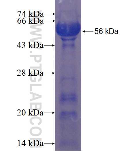 C15orf27 fusion protein Ag23390 SDS-PAGE