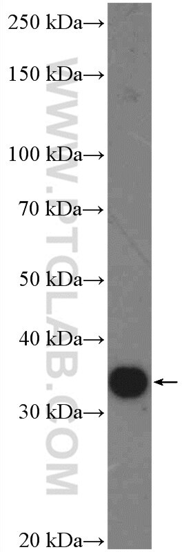 Western Blot (WB) analysis of mouse liver tissue using C15orf38 Polyclonal antibody (26318-1-AP)