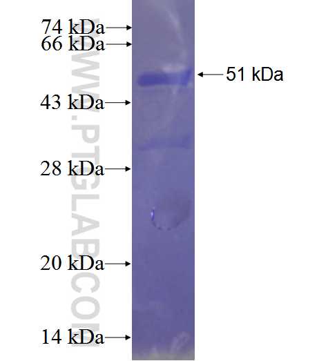 C15orf38 fusion protein Ag23691 SDS-PAGE
