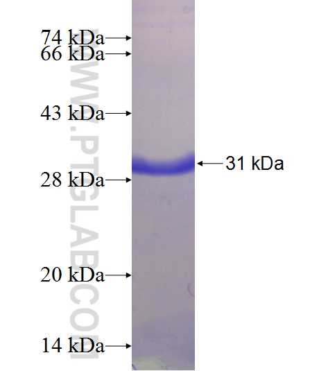 C15orf38 fusion protein Ag24027 SDS-PAGE