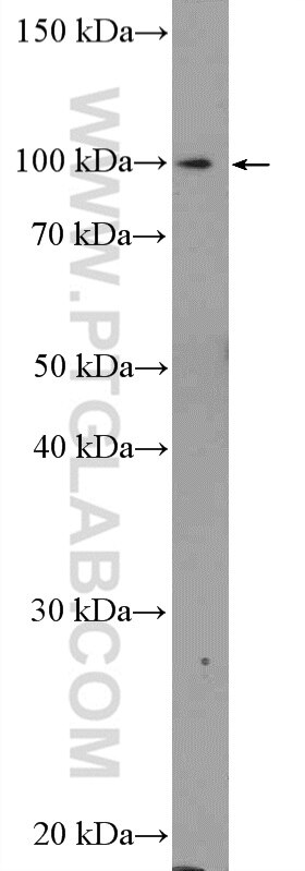 Western Blot (WB) analysis of HEK-293 cells using C15orf39 Polyclonal antibody (20126-1-AP)