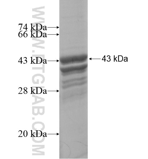 C15orf39 fusion protein Ag13938 SDS-PAGE