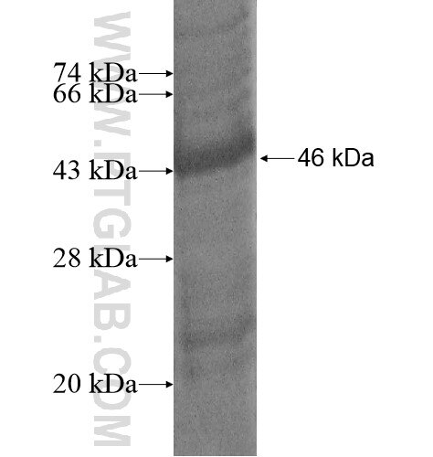 C15orf41 fusion protein Ag14580 SDS-PAGE