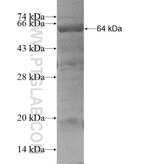 C15orf44 fusion protein Ag19785 SDS-PAGE