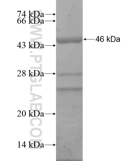 C15orf44 fusion protein Ag19792 SDS-PAGE