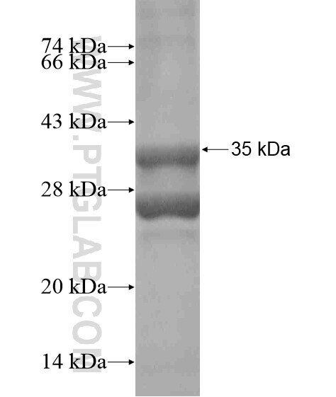 C15orf48 fusion protein Ag18744 SDS-PAGE