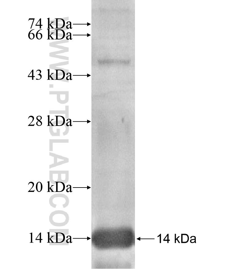 C15orf5 fusion protein Ag17017 SDS-PAGE