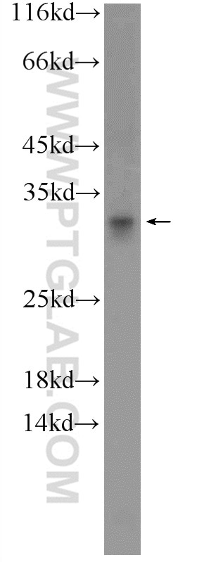 Western Blot (WB) analysis of HepG2 cells using C15orf53 Polyclonal antibody (24553-1-AP)