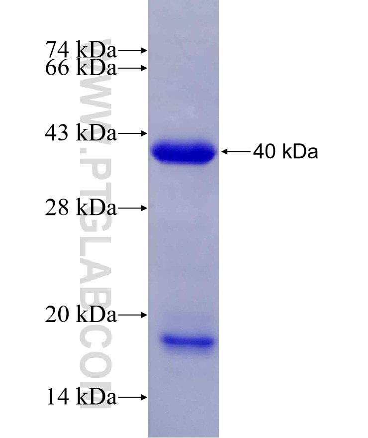 C15orf55 fusion protein Ag29239 SDS-PAGE