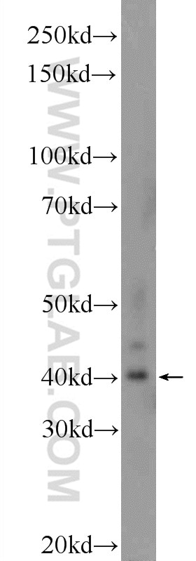 Western Blot (WB) analysis of mouse brain tissue using C15orf58 Polyclonal antibody (25447-1-AP)