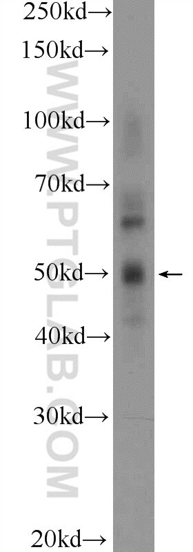 C15orf58