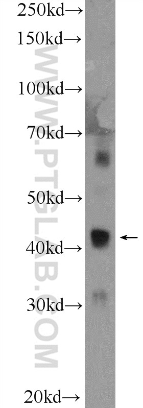 Western Blot (WB) analysis of PC-3 cells using C15orf58 Polyclonal antibody (25447-1-AP)