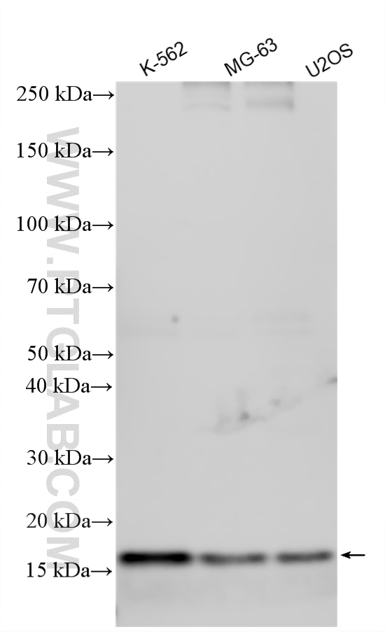 Western Blot (WB) analysis of various lysates using C15orf61 Polyclonal antibody (33959-1-AP)