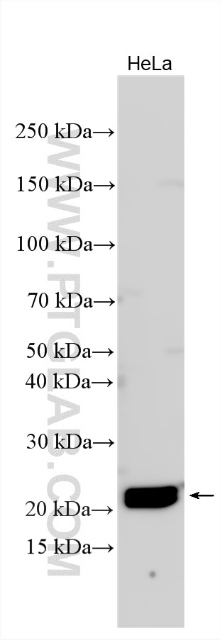 Western Blot (WB) analysis of various lysates using C16orf13 Polyclonal antibody (20801-1-AP)