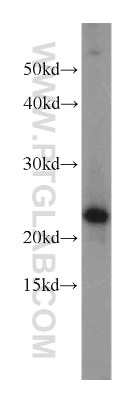 Western Blot (WB) analysis of HeLa cells using C16orf13 Polyclonal antibody (20801-1-AP)