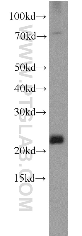 Western Blot (WB) analysis of mouse liver tissue using C16orf13 Polyclonal antibody (20801-1-AP)