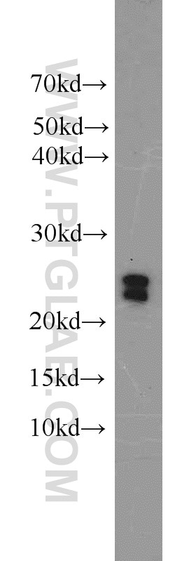 Western Blot (WB) analysis of mouse liver tissue using C16orf13 Polyclonal antibody (20801-1-AP)