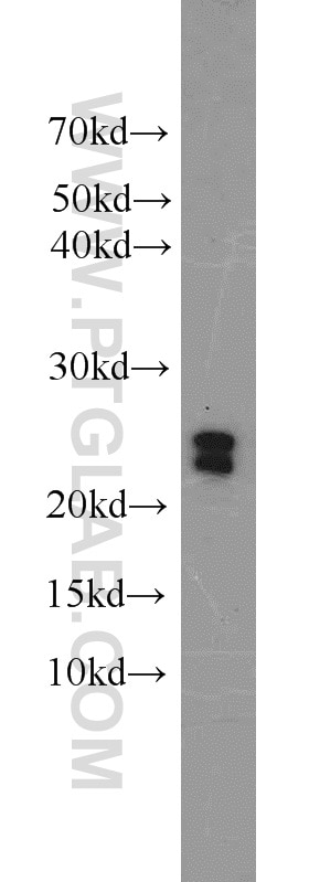 Western Blot (WB) analysis of mouse liver tissue using C16orf13 Polyclonal antibody (20801-1-AP)