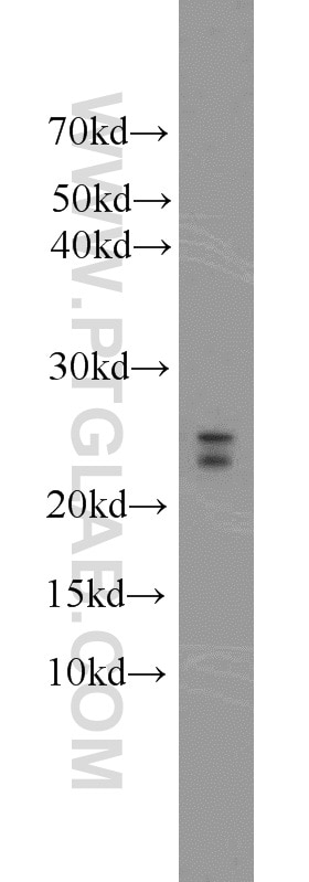 Western Blot (WB) analysis of mouse liver tissue using C16orf13 Polyclonal antibody (20801-1-AP)