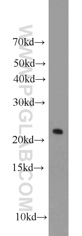 Western Blot (WB) analysis of rat liver tissue using C16orf13 Polyclonal antibody (20801-1-AP)