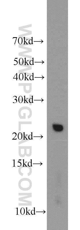 Western Blot (WB) analysis of rat liver tissue using C16orf13 Polyclonal antibody (20801-1-AP)