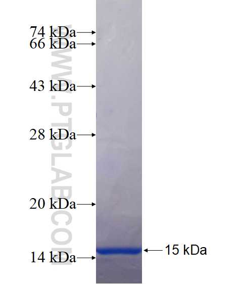 C16orf13 fusion protein Ag14718 SDS-PAGE