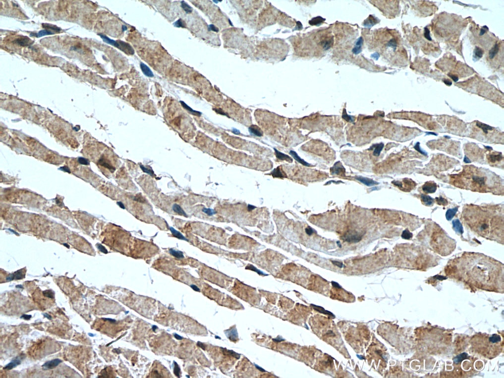 Immunohistochemistry (IHC) staining of mouse heart tissue using C16orf14 Polyclonal antibody (20808-1-AP)