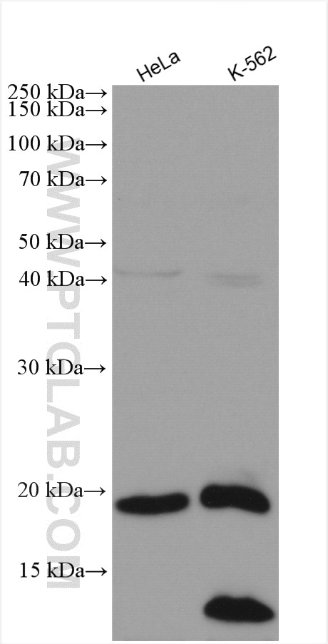 Western Blot (WB) analysis of various lysates using C16orf14 Polyclonal antibody (20808-1-AP)