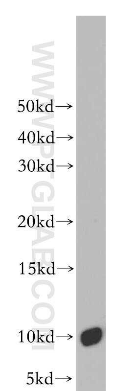 Western Blot (WB) analysis of mouse skin tissue using C16orf14 Polyclonal antibody (20808-1-AP)