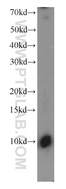 Western Blot (WB) analysis of mouse skin tissue using C16orf14 Polyclonal antibody (20808-1-AP)