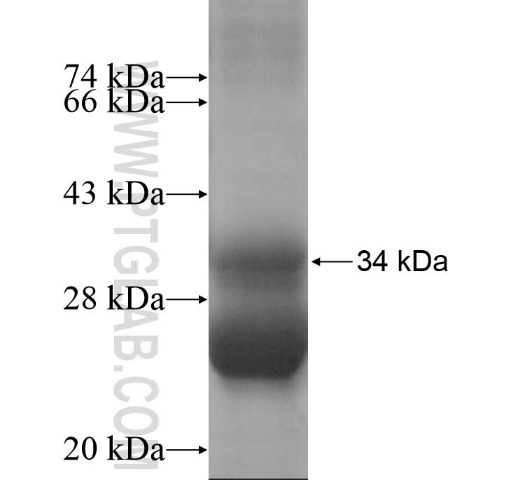C16orf14 fusion protein Ag14754 SDS-PAGE
