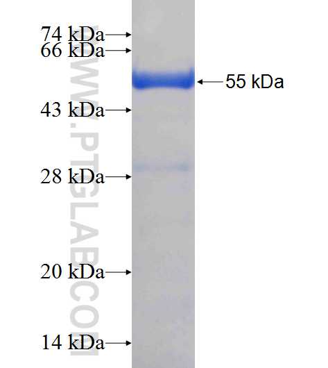 C16orf35 fusion protein Ag24045 SDS-PAGE
