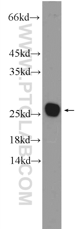 Western Blot (WB) analysis of mouse brain tissue using C16orf45 Polyclonal antibody (26037-1-AP)