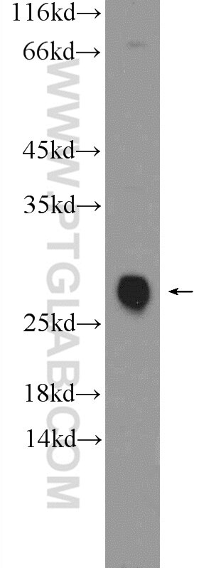 Western Blot (WB) analysis of rat brain tissue using C16orf45 Polyclonal antibody (26037-1-AP)