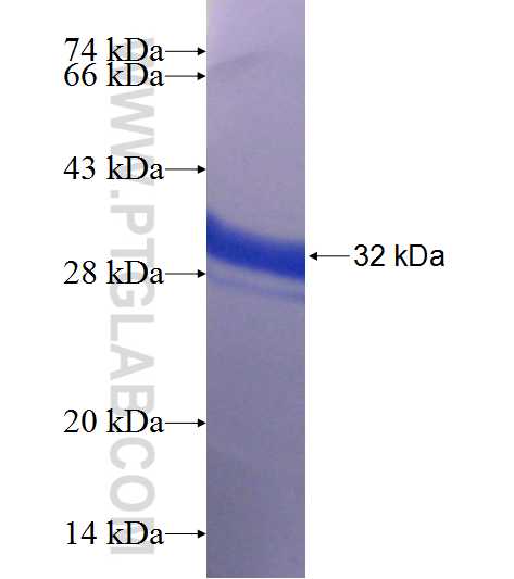 C16orf45 fusion protein Ag22584 SDS-PAGE