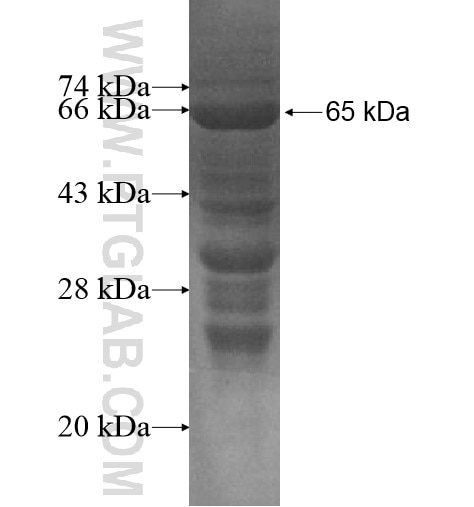 C16orf48 fusion protein Ag14613 SDS-PAGE