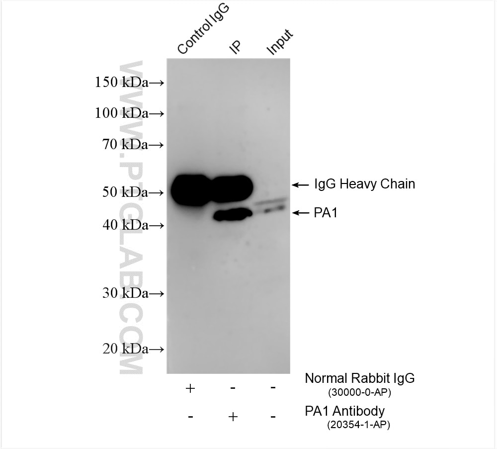 Immunoprecipitation (IP) experiment of HEK-293 cells using PA1 Polyclonal antibody (20354-1-AP)