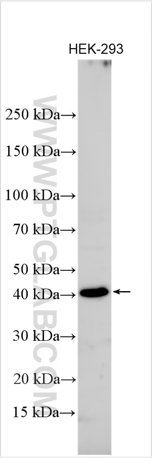 Western Blot (WB) analysis of various lysates using PA1 Polyclonal antibody (20354-1-AP)
