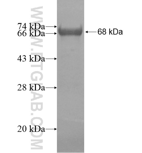 C16orf53 fusion protein Ag14198 SDS-PAGE