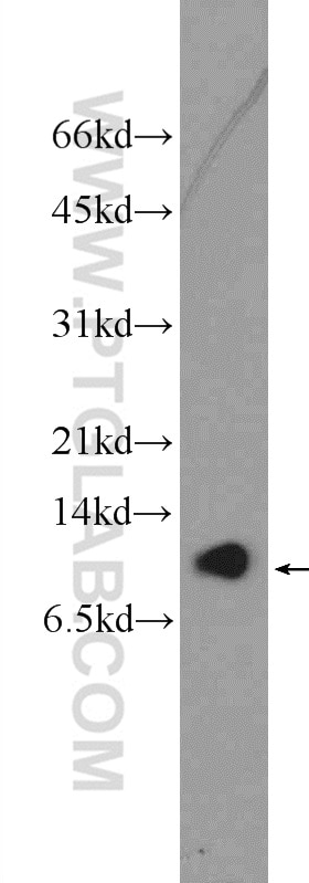 Western Blot (WB) analysis of PC-3 cells using C16orf61 Polyclonal antibody (26086-1-AP)