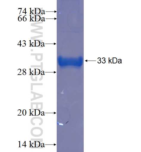 C16orf61 fusion protein Ag23319 SDS-PAGE