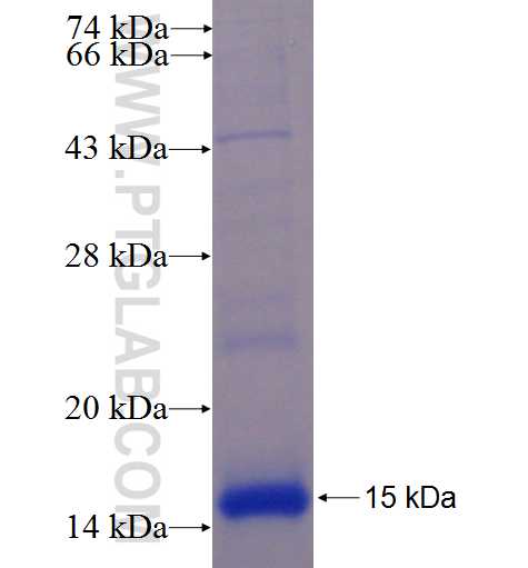 C16orf61 fusion protein Ag23327 SDS-PAGE