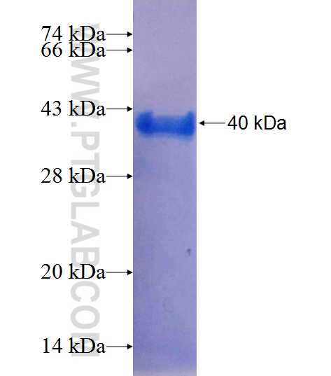 C16orf62 fusion protein Ag25620 SDS-PAGE