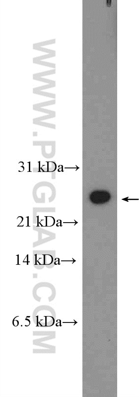 Western Blot (WB) analysis of HEK-293 cells using FOPNL Polyclonal antibody (26409-1-AP)